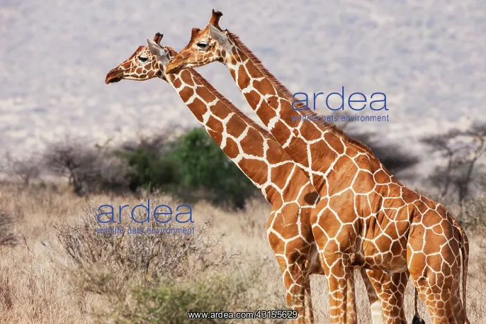  : Reticulated Giraffe