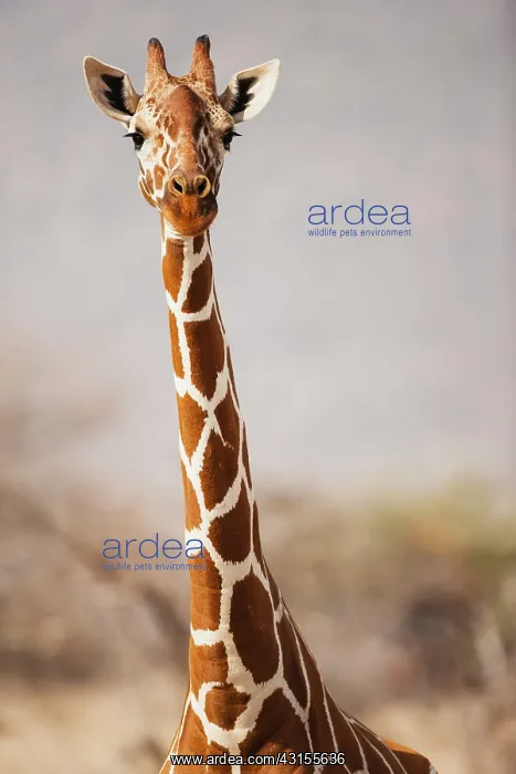 : Reticulated Giraffe : Reticulated Giraffe
