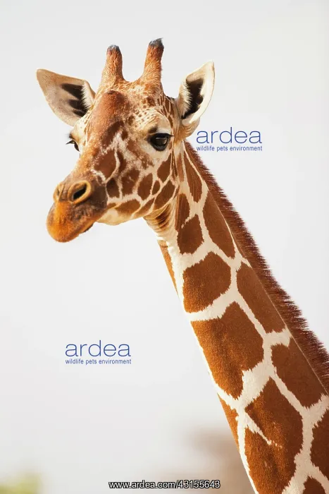 : Reticulated Giraffe : Reticulated Giraffe