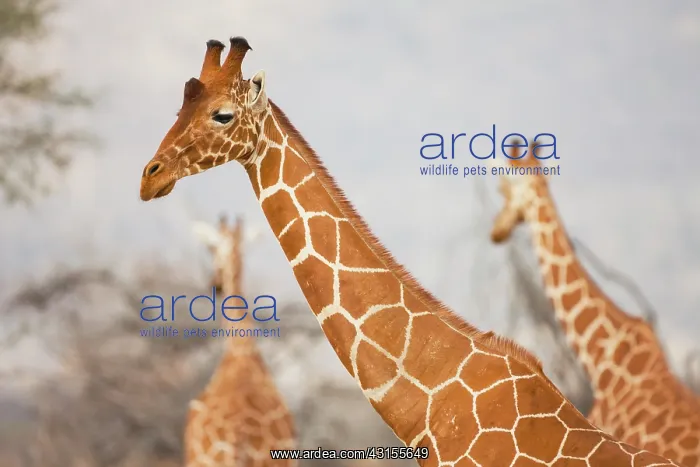 : Reticulated Giraffe : Reticulated Giraffe