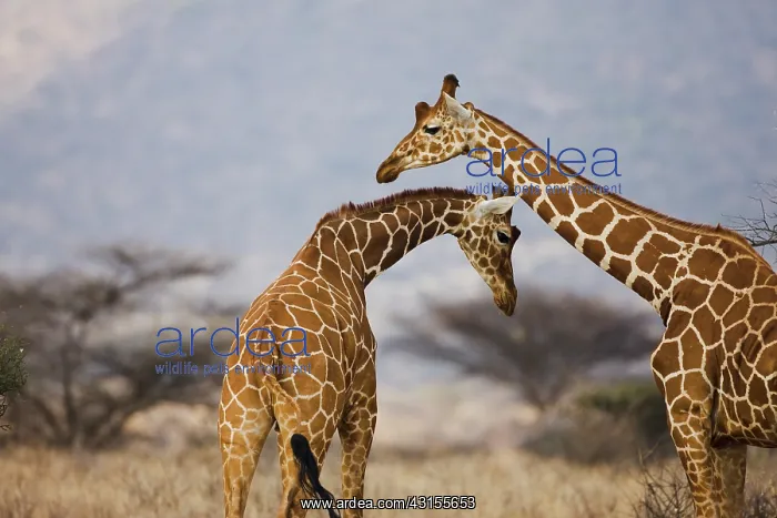 : Reticulated Giraffe : Reticulated Giraffe