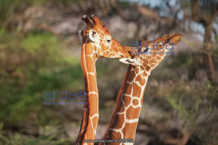 : Reticulated Giraffe : Reticulated Giraffe