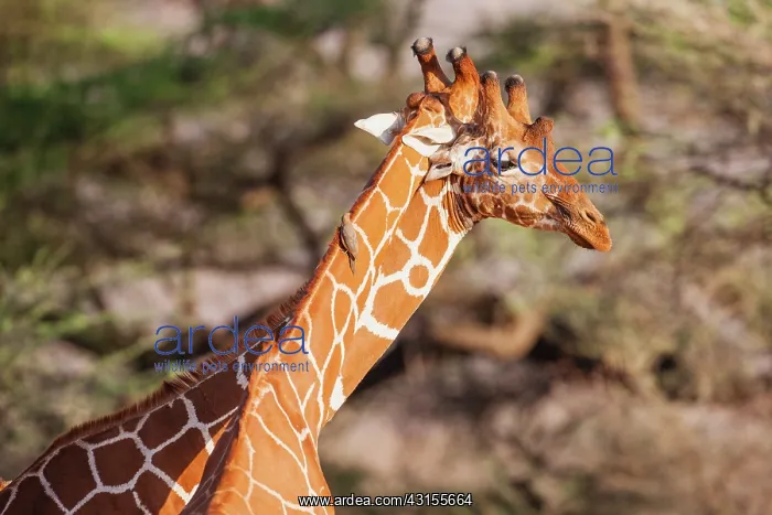 : Reticulated Giraffe : Reticulated Giraffe