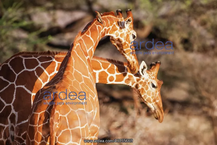 : Reticulated Giraffe : Reticulated Giraffe