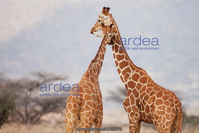 : Reticulated Giraffe : Reticulated Giraffe
