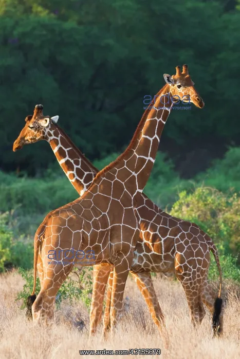 : Reticulated Giraffe : Reticulated Giraffe