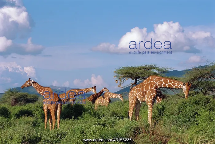 : Reticulated Giraffe : Reticulated Giraffe