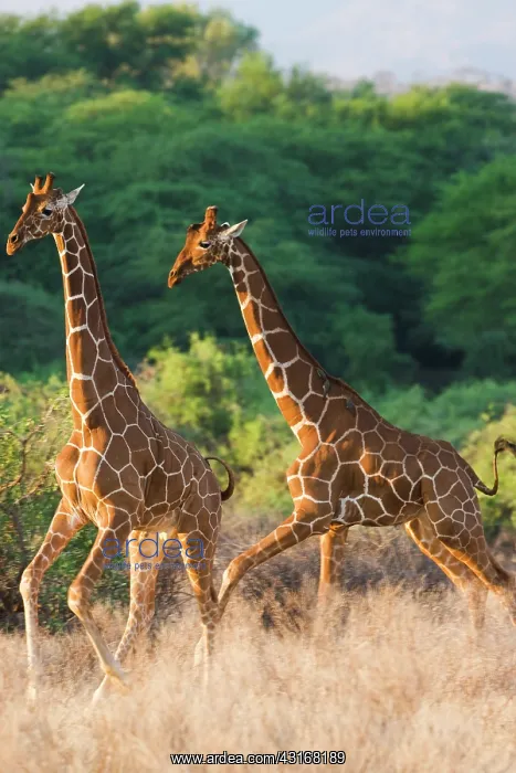 : Reticulated Giraffe : Reticulated Giraffe