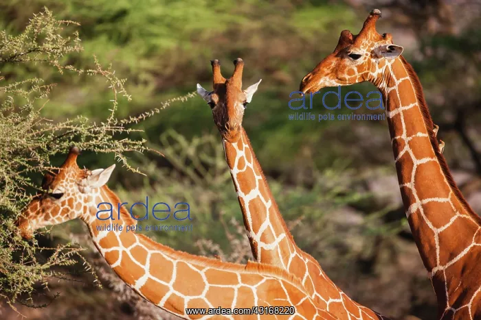 : Reticulated Giraffe : Reticulated Giraffe
