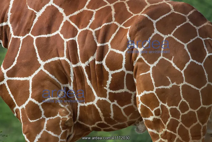 : Reticulated Giraffe : Reticulated Giraffe