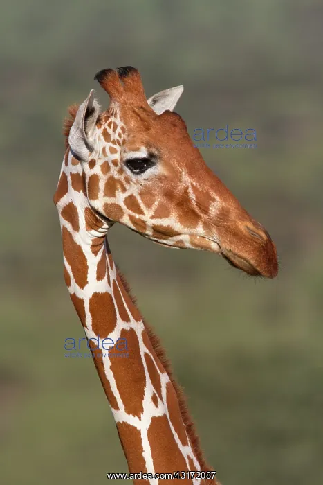 : Reticulated Giraffe : Reticulated Giraffe