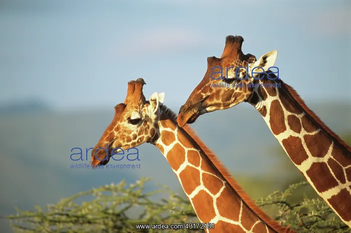 : Reticulated Giraffe : Reticulated Giraffe