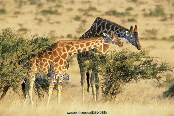 : Reticulated Giraffe : Reticulated Giraffe