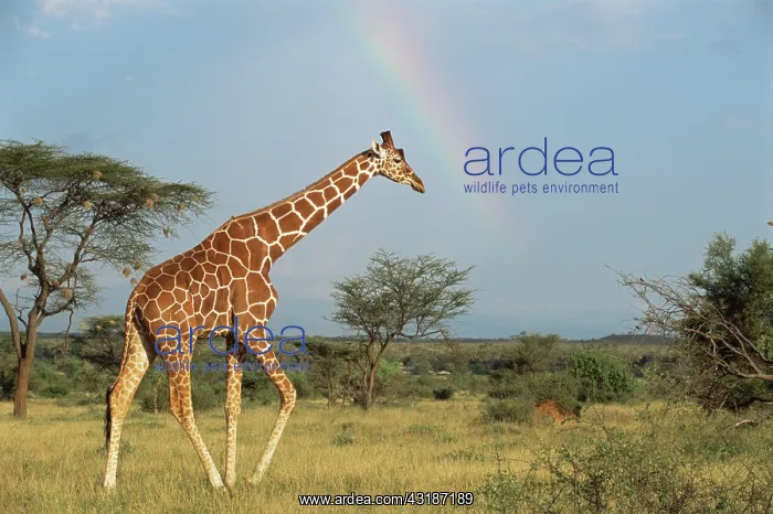 : Reticulated Giraffe : Reticulated Giraffe