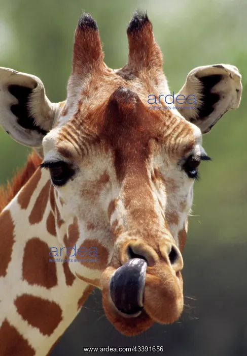 : Reticulated Giraffe : Reticulated Giraffe