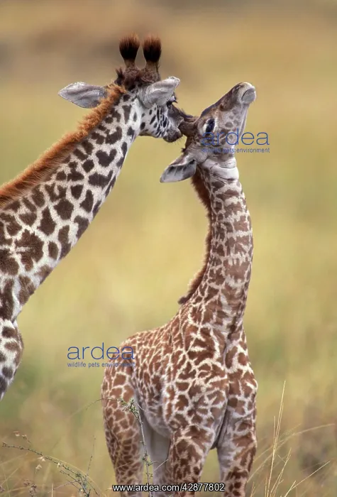 : Reticulated Giraffe - adult grooming young : Reticulated Giraffe - adult grooming young