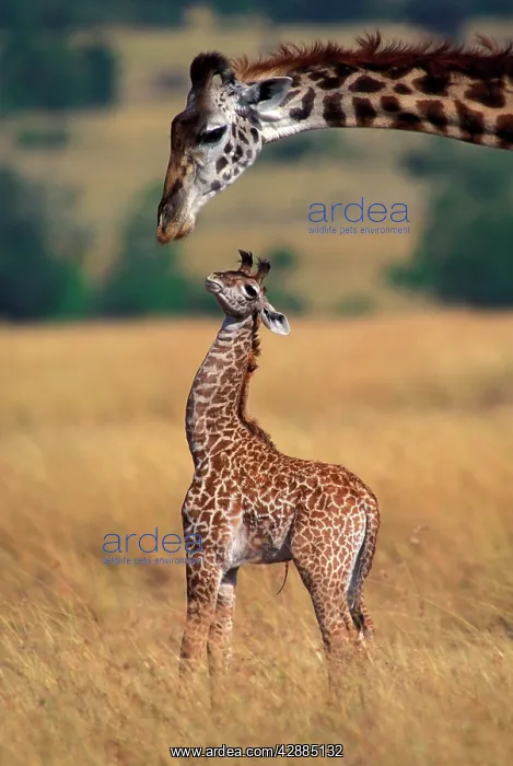 : Reticulated Giraffe - adult with newborn calf : Reticulated Giraffe - adult with newborn calf