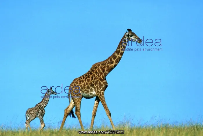 : Reticulated Giraffe - adult with young : Reticulated Giraffe - adult with young