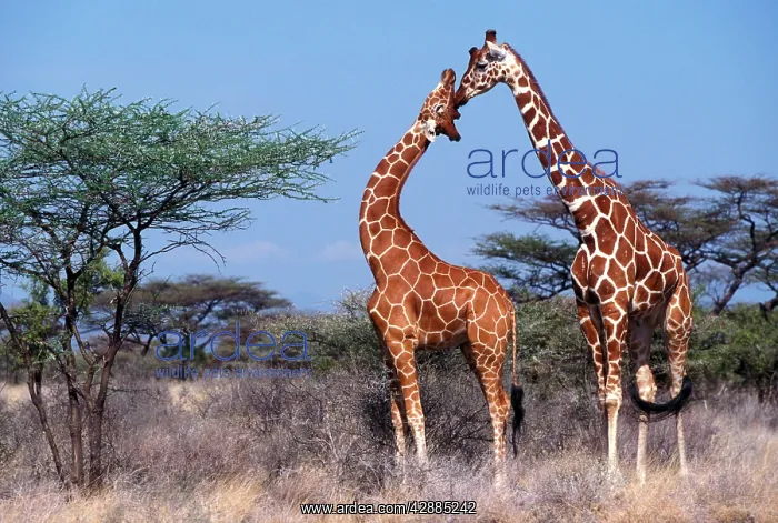 : Reticulated Giraffe - two adults : Reticulated Giraffe - two adults