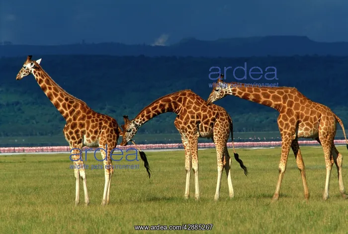 : Reticulated Giraffe - three adults : Reticulated Giraffe - three adults