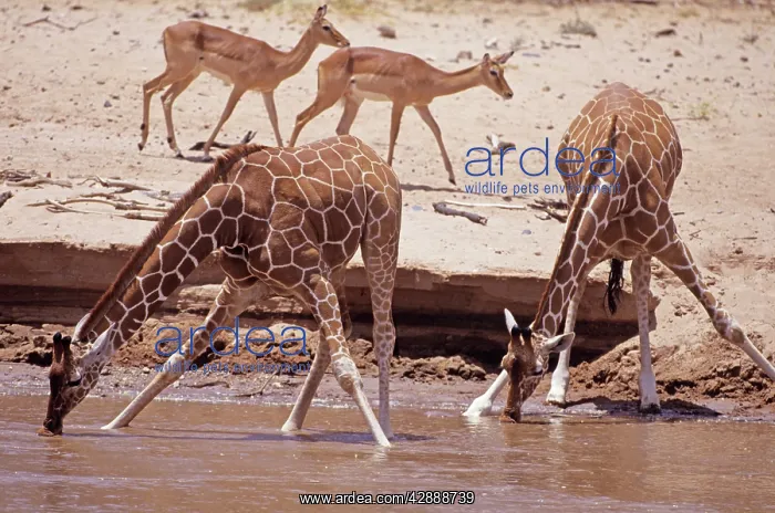  : Reticulated Giraffe - bending down to drink water