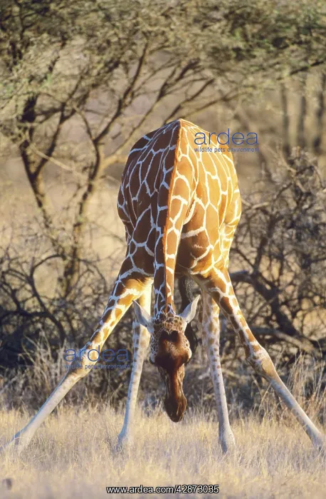  : Reticulated Giraffe - bending down to feed on grass
