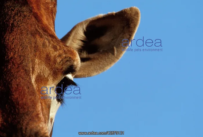  : Reticulated Giraffe - close up of eye & ear