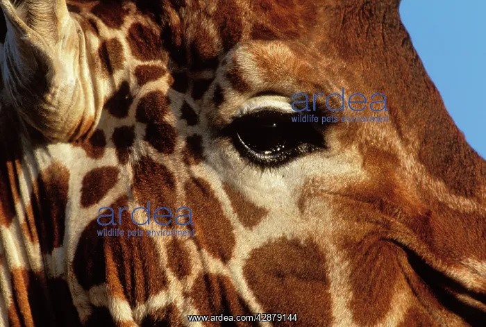 : Reticulated Giraffe - close up of face : Reticulated Giraffe - close up of face