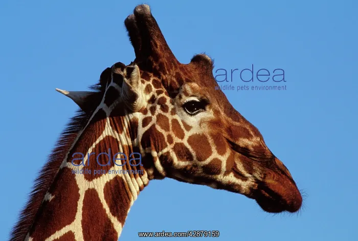 : Reticulated Giraffe - close up of face, showing ossicones : Reticulated Giraffe - close up of face, showing ossicones