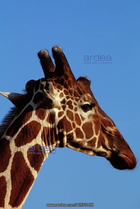 : Reticulated Giraffe - close up of face, showing ossicones : Reticulated Giraffe - close up of face, showing ossicones