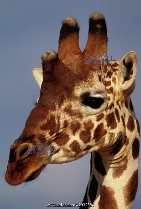 : Reticulated Giraffe - close up of face, showing ossicones : Reticulated Giraffe - close up of face, showing ossicones