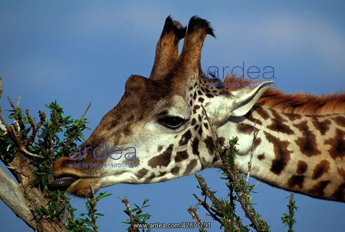  : Reticulated Giraffe - close-up of head, feeding