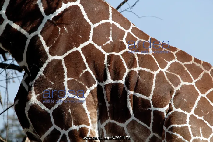 : Reticulated Giraffe - close-up of skin pattern : Reticulated Giraffe - close-up of skin pattern