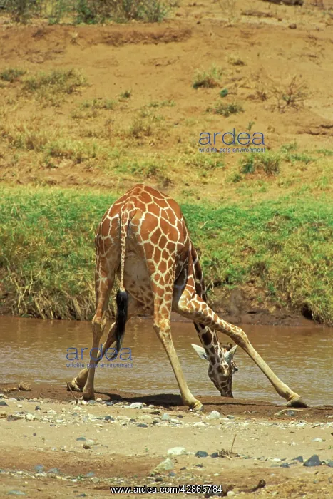 : Reticulated giraffe - drinking : Reticulated giraffe - drinking
