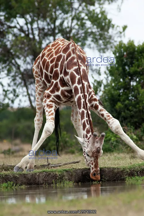 : Reticulated Giraffe - drinking at waterhole : Reticulated Giraffe - drinking at waterhole