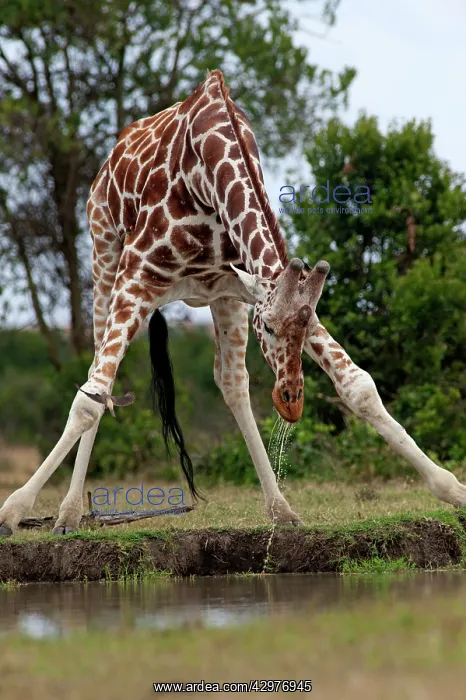: Reticulated Giraffe - drinking at waterhole : Reticulated Giraffe - drinking at waterhole