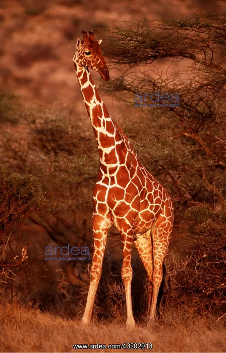  : RETICULATED GIRAFFE - eating
