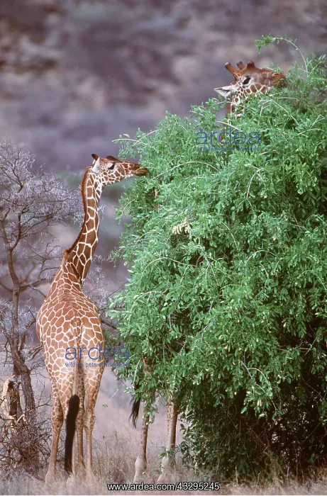  : RETICULATED GIRAFFE - eating