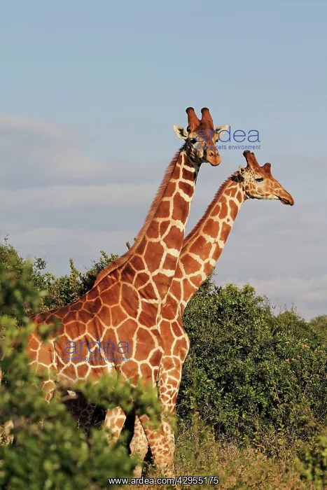 : Reticulated Giraffe - family : Reticulated Giraffe - family
