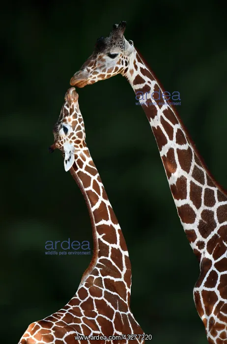 : Two Reticulated giraffe (Giraffa camelopardalis : Two Reticulated giraffe (Giraffa camelopardalis