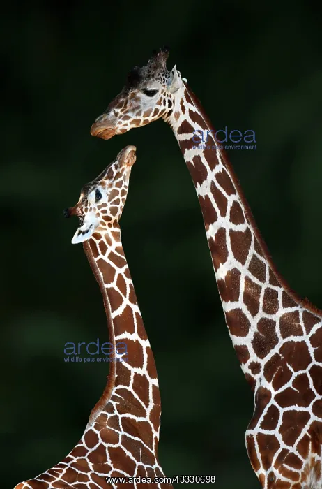 : Two Reticulated giraffe (Giraffa camelopardalis : Two Reticulated giraffe (Giraffa camelopardalis