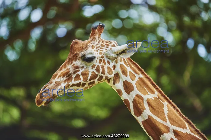 : Reticulated giraffe (Giraffa camelopardalis reticulata) : Reticulated giraffe (Giraffa camelopardalis reticulata)