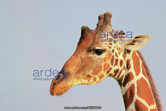 : Reticulated giraffe (Giraffa reticulata), portrait : Reticulated giraffe (Giraffa reticulata), portrait