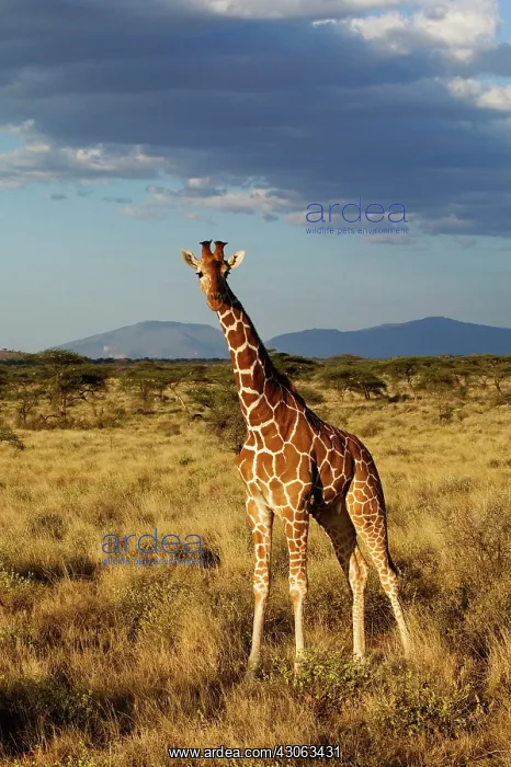 : Reticulated Giraffe, Giraffe camelopardalis : Reticulated Giraffe, Giraffe camelopardalis