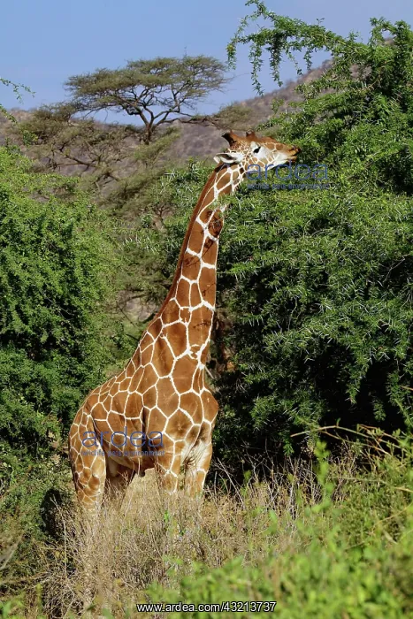 : Reticulated Giraffe, Giraffe camelopardalis : Reticulated Giraffe, Giraffe camelopardalis