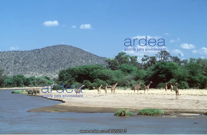  : Reticulated Giraffe - herd by water, with African Elephants