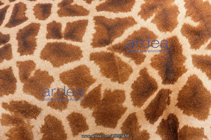: Reticulated giraffe, Luangwa Valley, Zambia : Reticulated giraffe, Luangwa Valley, Zambia
