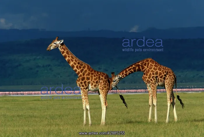 : Reticulated Giraffe - male assessing mating readiness : Reticulated Giraffe - male assessing mating readiness