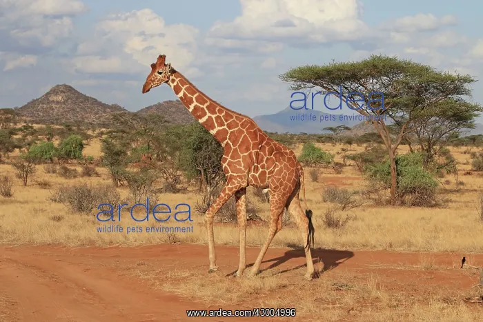 : Reticulated Giraffe male walking : Reticulated Giraffe male walking
