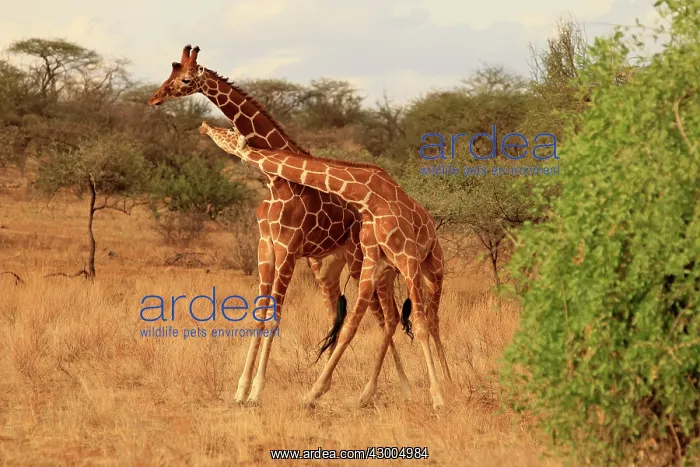 : Reticulated Giraffe males fighting : Reticulated Giraffe males fighting